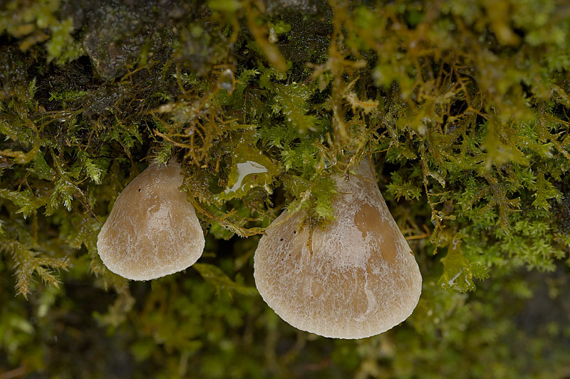 Hohenbuehelia auriscalpium